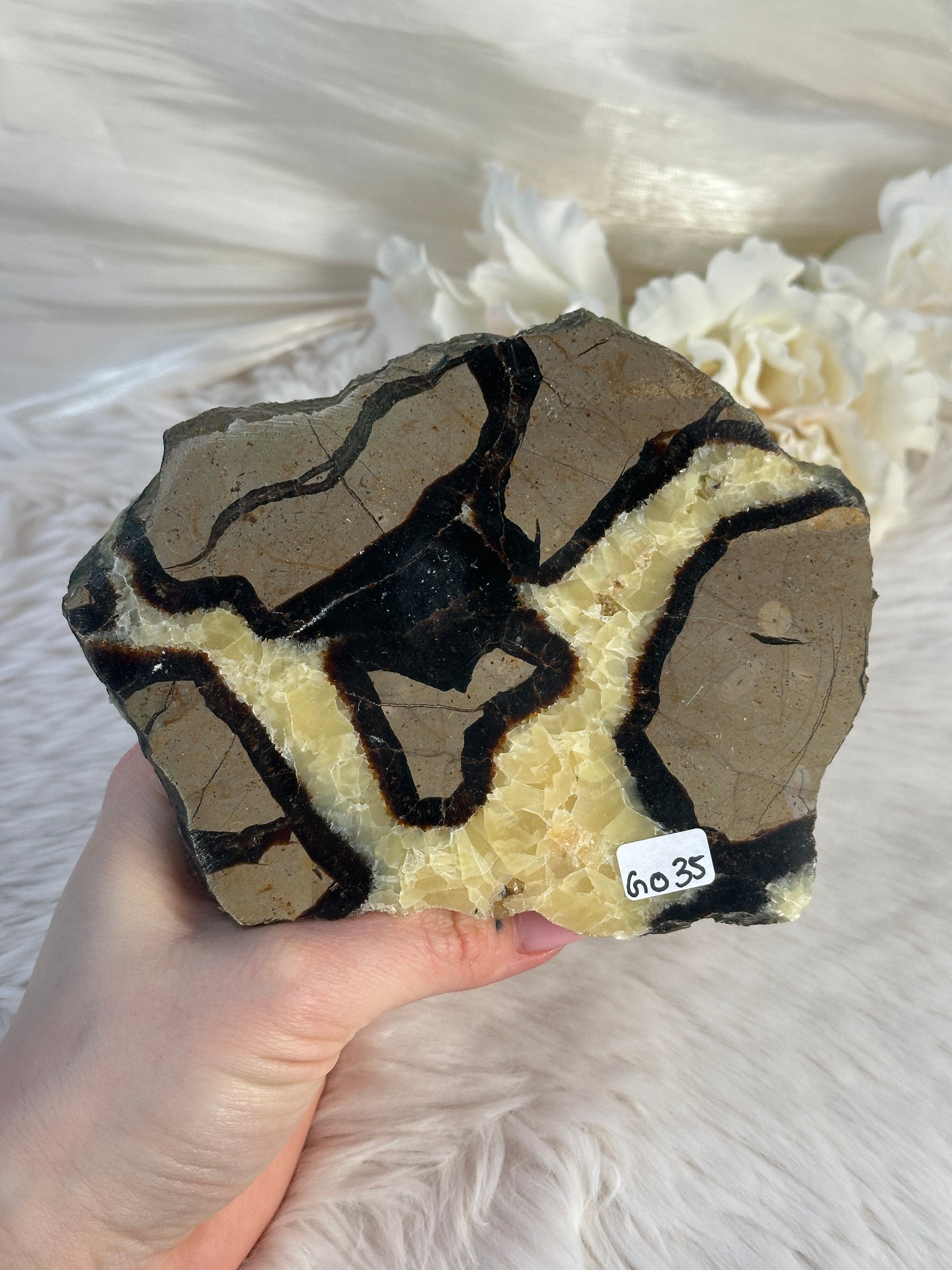 Septarie Slab GO35