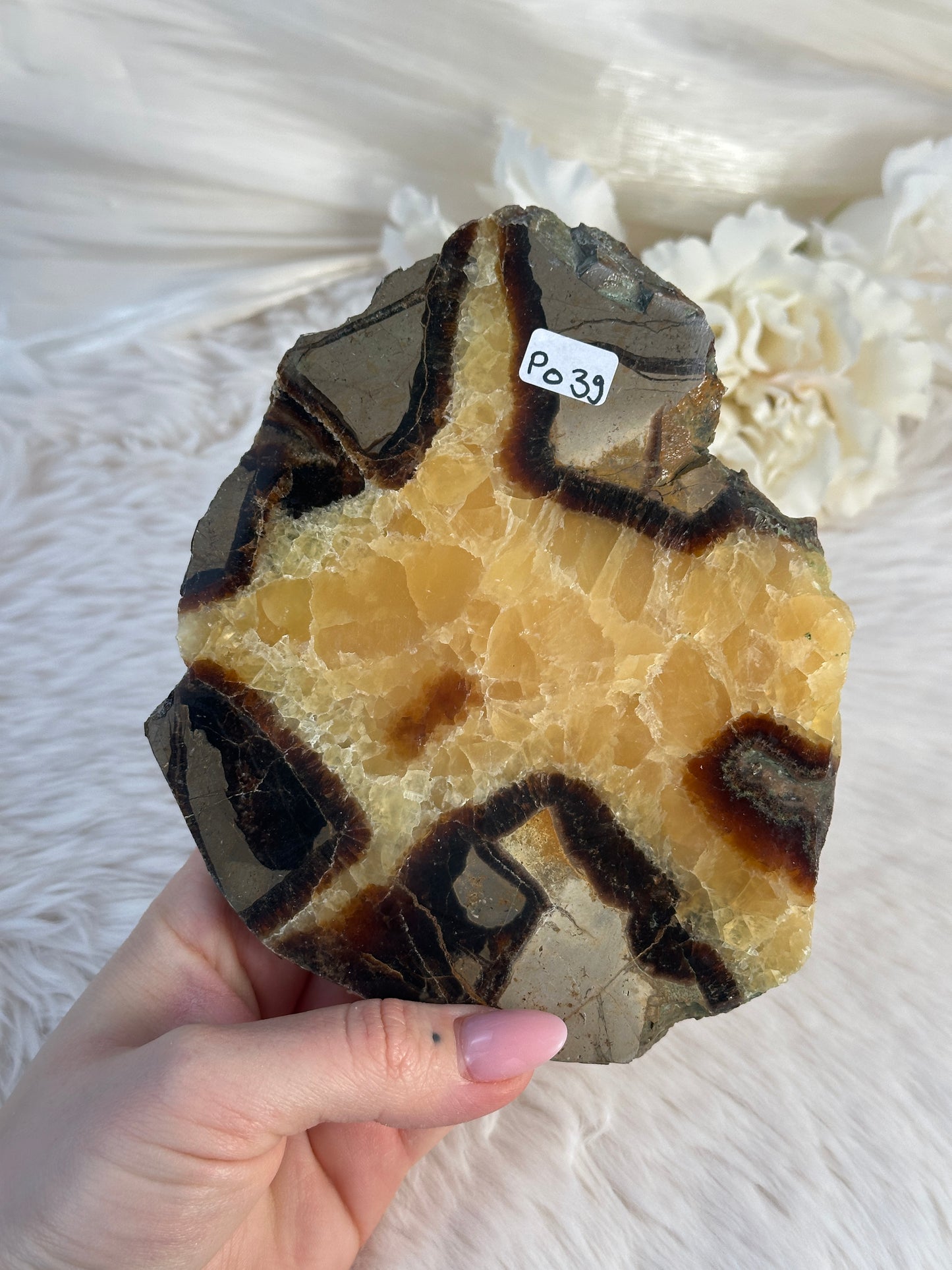 Septarie Slab PO39