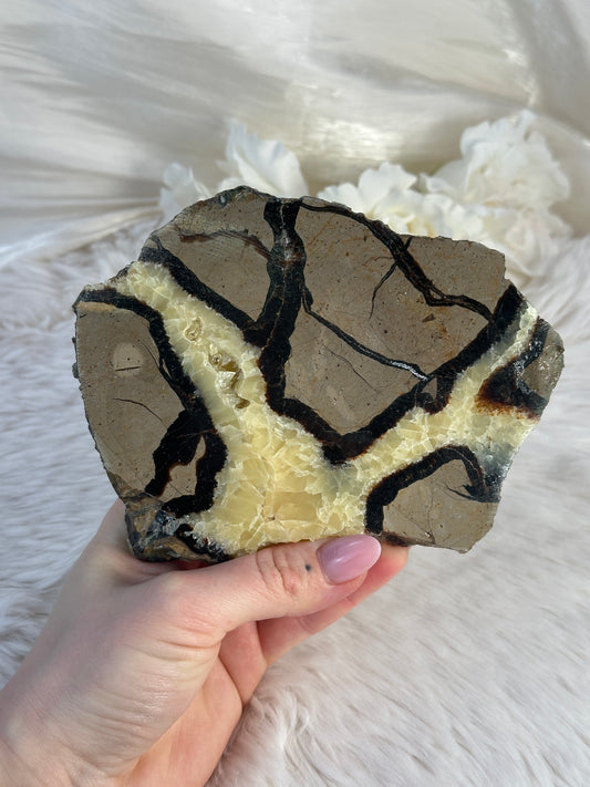 Septarie Slab GO35