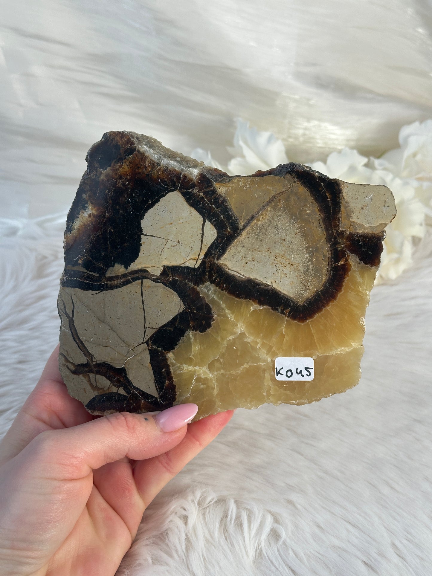 Septarie Slab KO45