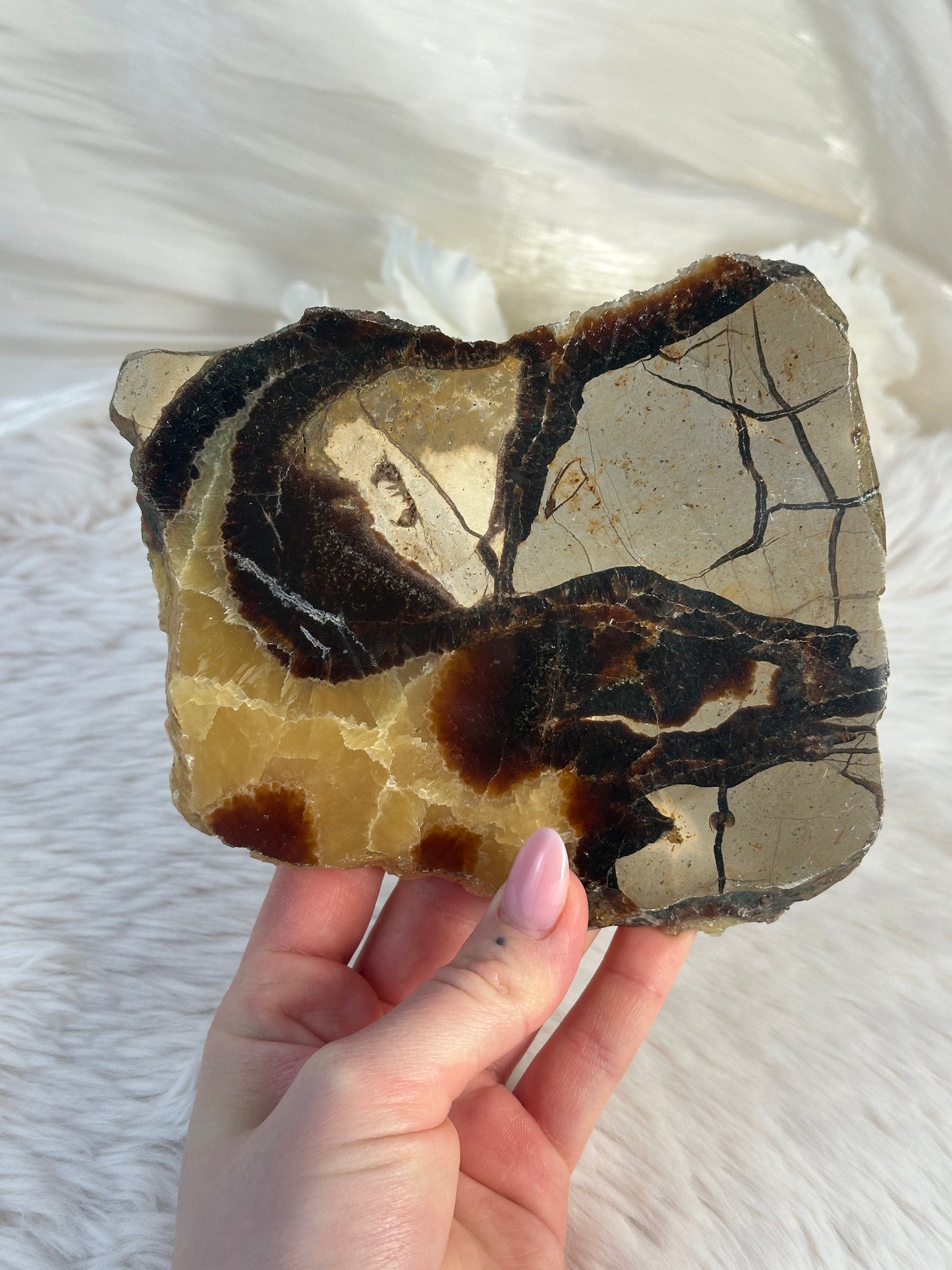 Septarie Slab KO45