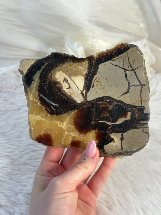 Septarie Slab KO45
