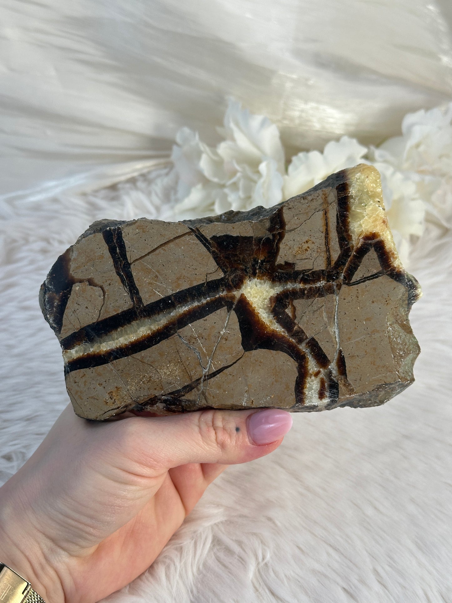 Septarie Slab QO34